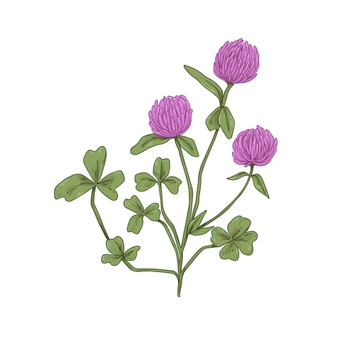 Clover flowers. Botanical drawing of realistic Trifolium pratense. Wild floral plant with trefoil leaves. Meadow wildflower in retro style. Hand-drawn vector illustration isolated on white .