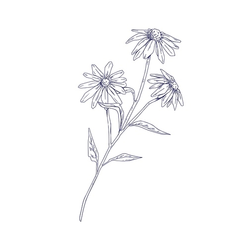 outlined echinacea flower. botanical detailed drawing of coneflowers. sketch of wild field floral plant. medicinal herb with blooming buds. hand-drawn vector illustration isolated on white .