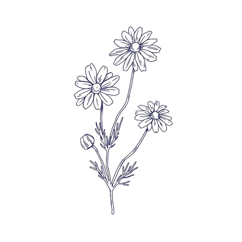 outlined chamomile flower branch. vintage botanical drawing of wild field camomile. sketch of floral plant with blossomed buds. detailed hand-drawn vector illustration isolated on white .