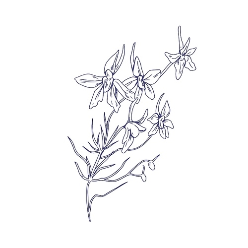 outlined rocket larkspur flowers. botanical drawing of floral plant. detailed sketch of consolida regalis. field herb drawn in vintage style. handdrawn vector illustration isolated on white .