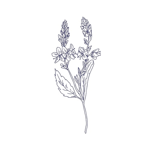 Heath speedwell flowers, outlined botanical drawing. Branch of Veronica officinalis. Wild floral plant. Detailed sketch of field herb in vintage style. Vector illustration isolated on white .