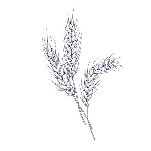 Outlined sketch of wheat spikelets with ears, grains, stems and spikes. Vintage detailed engraved drawing of farm field seed plant. Hand-drawn vector illustration isolated on white .