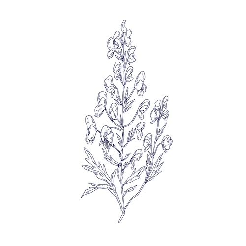 Outlined botanical sketch of Aconite flower. Wild wolfsbane in vintage style. Detailed drawing of floral plant. Aconitum, medicinal herb. Hand-drawn vector illustration isolated on white .
