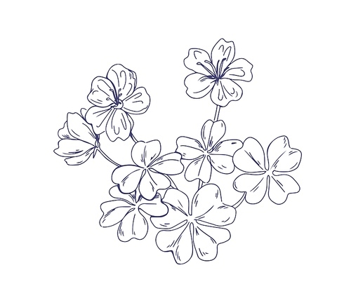 Common wood sorrel, outlined botanical sketchy drawing. Hand-drawn detailed sketch of Oxalis acetosella flower. Black and white engraved floral plant in vintage style. Isolated vector illustration.
