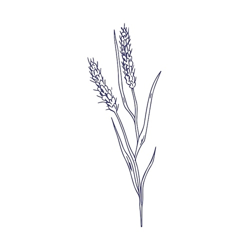 Outlined sketch of foxtail. Botanical vintage drawing of bristle grass. Black and white wild field plant. Detailed engraving of Setaria parviflora. Isolated vector illustration in retro style.