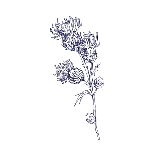 Outlined milk thistle flowers. Botanical etching of wild Cirsium. Detailed sketch of field floral plant. Vintage drawing of herb with thorns. Handdrawn vector illustration isolated on white .