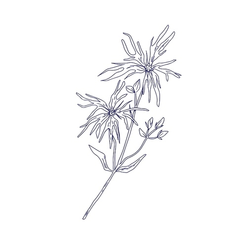 ragged-robin flower, outlined botanical sketch. vintage engraving of silene flos-cuculi. detailed drawing of wild floral plant. drawn vector illustration of wildflower isolated on white .