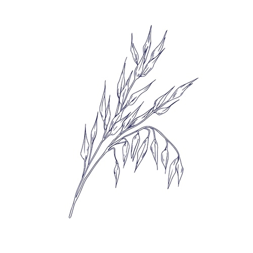 outlined oat spikelets with ears and grains. botanical vintage sketch of field cereal plant. engraved drawing kernel crop in retro style. hand-drawn vector illustration isolated on white .