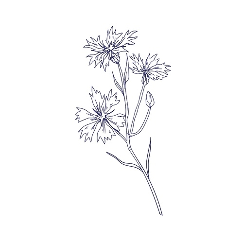 cornflower, outlined botanical sketch. vintage sketchy drawing of knapweed, wild floral plant. detailed etching of bluebottle. hand-drawn vector illustration of wildflower isolated on white .