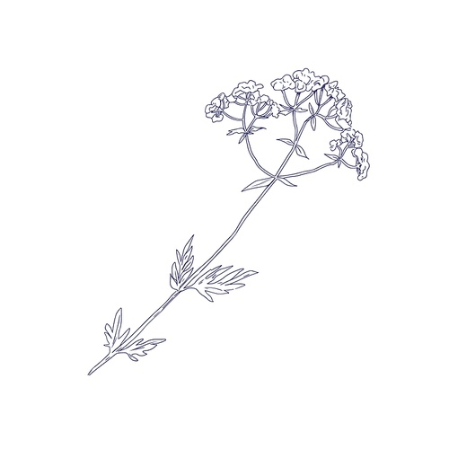Valeriana officinalis, outlined sketch. Vintage botanical drawing of valerian flower. Medical floral plant etching. Hand-drawn vector illustration of wild medicinal herb isolated on white .