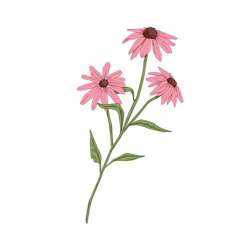 Echinacea flowers. Botanical drawing of purple coneflowers. Wild field floral plant. Medicinal herb with blossomed buds. Drawn realistic vector illustration of wildflower isolated on white .