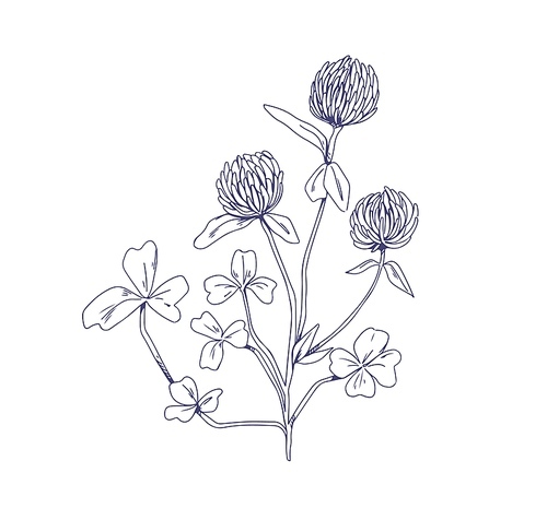 Outlined clover flowers. Vintage botanical sketch of Trifolium pratense. Handdrawn wild floral blooming plant. Engraved medical meadow wildflower drawn in retro style. Isolated vector illustration.