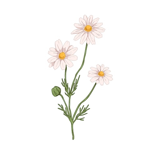 Blooming chamomile flowers. Botanical drawing of wild field camomile in vintage style. Floral plant with blossomed and unblown buds. Hand-drawn vector illustration of herb isolated on white .