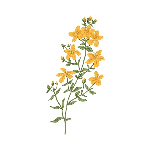 St. John's wort, medicinal herbal flower. Botanical retro drawing of goatweed plant. Realistic Hypericum perforatum. Tutsan herb. Hand-drawn detailed vector illustration isolated on white .