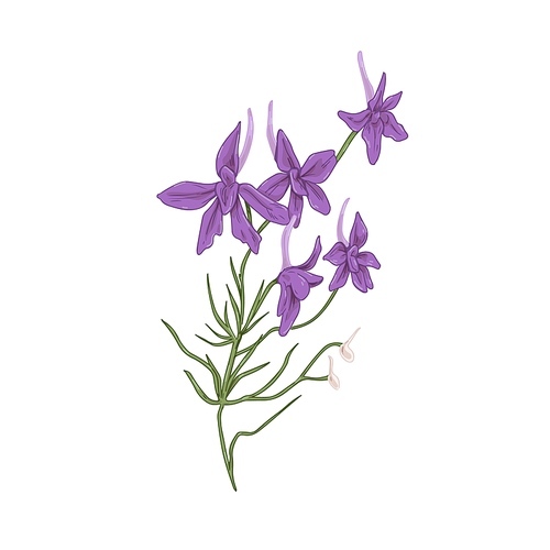 Forking larkspur flowers. Botanical drawing of wild floral plant. Realistic Consolida regalis herb. Wildflower in vintage style. Hand-drawn detailed vector illustration isolated on white .