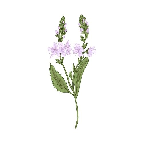 Heath speedwell flower. Botanical drawing of Veronica officinalis. Realistic wild floral plant. Field herb in retro style. Hand-drawn vector illustration of gypsyweed isolated on white .
