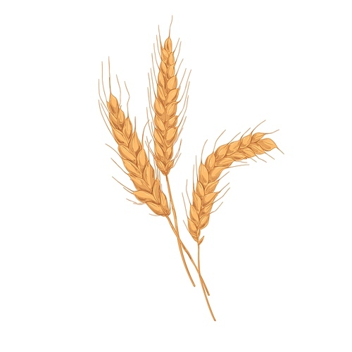 Wheat spikelets with ears, grains, stems and spikes. Realistic drawing of agriculture cereal crop, farm field seed plant. Botanical hand-drawn vector illustration isolated on white .