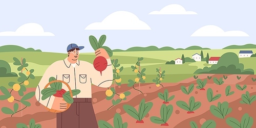 Farmer collecting harvest on agriculture field. Farm worker in vegetable garden with ripe beets in basket. Man in summer organic plantation. Flat vector illustration of person and rural landscape.