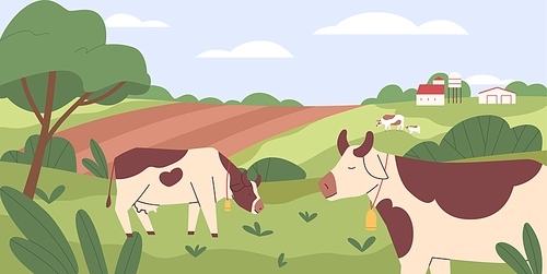 Milk cows grazing in pasture, eating grass. Farm domestic animals, heifers in grassland. Free-range cattle on farmland. Country field. Rural landscape. Flat vector illustration of countryside ranch.