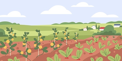 Vegetable kitchen garden. Organic farm crops growing. Fresh ripe agriculture harvest, plantation. Country landscape with veggies growth in farmland. Rural field panorama. Flat vector illustration.