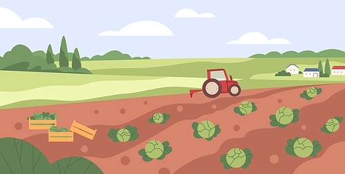 Farm vegetable garden. Tractor collecting harvest in country agriculture field. Cabbage crops growing in farmland. Countryside plantation landscape. Flat vector illustration of rural scenery panorama.