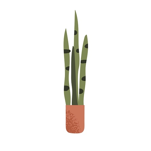 Sansevieria, green snake plant in pot. Tall devil s tongue with long upright leaf in planter. Home and office indoor succulent, houseplant. Flat vector illustration isolated on white .