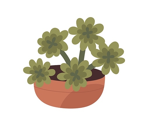 House plant in clay pot. Succulent, natural green home and office decoration. Houseplant growing in flowerpot. Modern room decor. Flat vector illustration isolated on white .