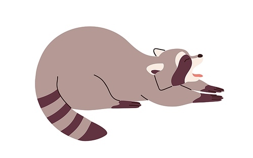 Cute raccoon stretching and yawning in funny pose. Adorable  sleepy relaxed racoon. Amusing careless sweet animal character. Flat vector illustration isolated on white .