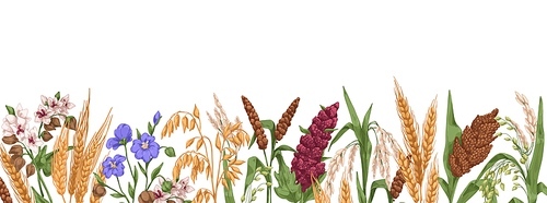 Field grains, cereals border. Realistic drawing of farm plants, different spikes with seeds. Agriculture banner with bread crops. Hand-drawn detailed vector illustration isolated on white .