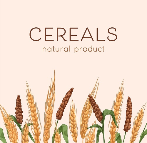 Cereal plants border on background with grain crops, barley and millet drawing. Natural food cover with spikelets, ears, seeds. Package design template. Realistic hand-drawn vector illustration.