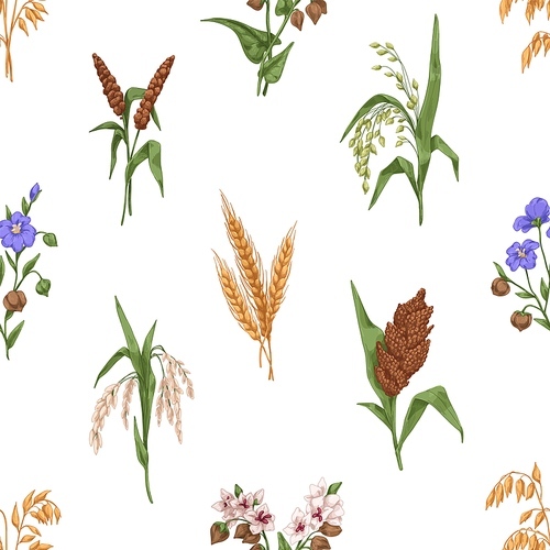 Cereal crops pattern. Seamless background with different grain plants. Repeating print with oat, barley and flax drawn in vintage style. Endless texture design. Vector illustration for decoration.