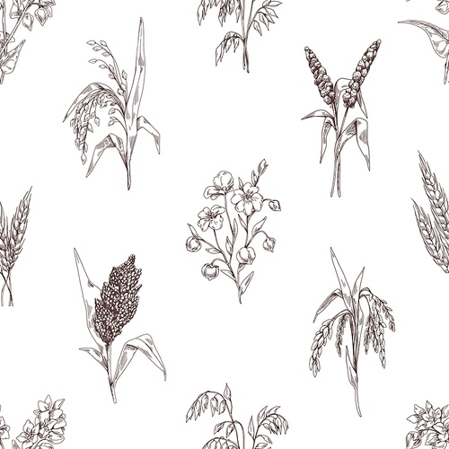 Seamless cereal pattern. Vintage background with engraved grain crops, spikelets . Repeating texture design with plants drawings in retro style. Hand-drawn vector illustration for wrapping.