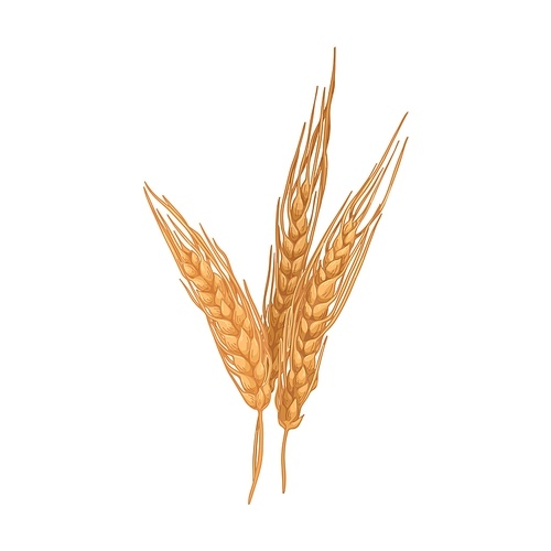 Gold barley, cereal spikelet with seed ears and spikes. Farm field crop, agriculture plant. Vintage botanical drawing. Realistic hand-drawn vector illustration isolated on white .