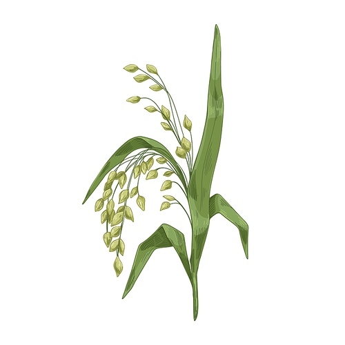 Panicum miliaceum, cereal field crop. Proso millet with seeds and leaf. Panicgrass, grain plant. Vintage botanical drawing. Realistic hand-drawn vector illustration isolated on white .