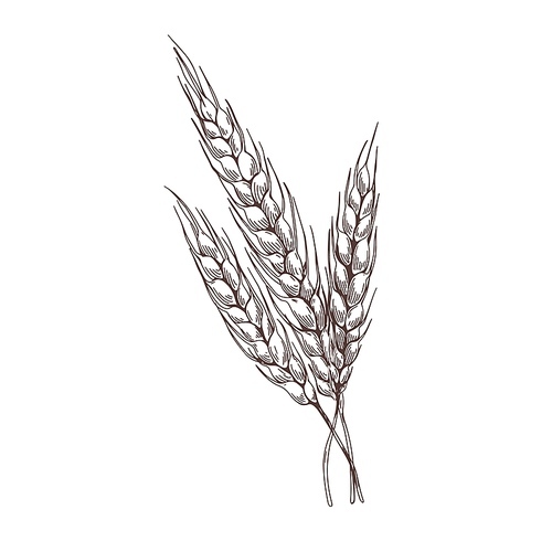 rye spikelets drawn in detailed vintage style. retro botanical outlined drawing of cereal grain crop with seed ears and spikes. agriculture plant. vector illustration isolated on white .