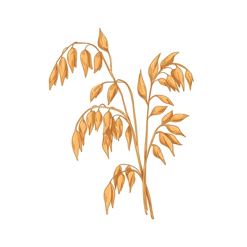 Oat, field cereal plant with gold seeds. Grain crop with golden kernels, vintage botany drawing. Avena Sativa in retro style. Realistic hand-drawn vector illustration isolated on white .