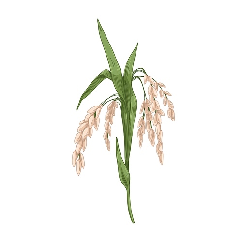 Oryza, field grain crop. Farm cereal rice plant with leaf and seed, kernels. Botanical agriculture drawing in vintage style. Realistic hand-drawn vector illustration isolated on white .