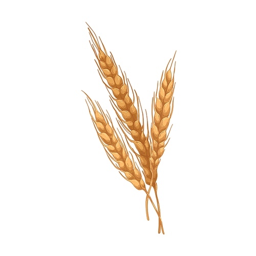 Gold rye, cereal grain spikelet with seed ears and spikes. Farm field plant, agriculture crop. Realistic vintage botanical drawing. Hand-drawn vector illustration isolated on white .