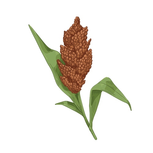 Sorghum, field plant with flower, grains. Vintage botanical drawing of blooming cereal crop with seeds, leaf. Realistic detailed hand-drawn vector illustration isolated on white .