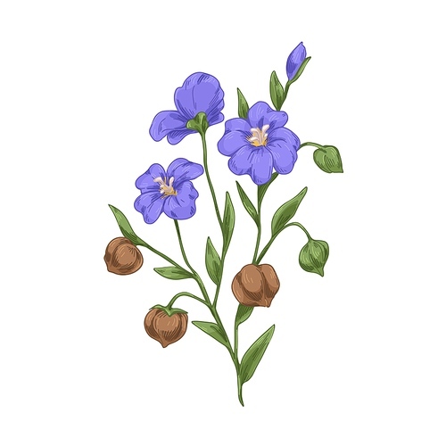 Linum floral with flaxseed. Blooming wild flax with seeds and flowers. Field herb with grains. Botanical vintage drawing. Realistic hand-drawn vector illustration isolated on white .