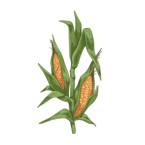 Sweet corn plant. Field maize stalk with leaf and grains. Vegetable crop in detailed retro style. Realistic vintage drawing. Botanical hand-drawn vector illustration isolated on white .