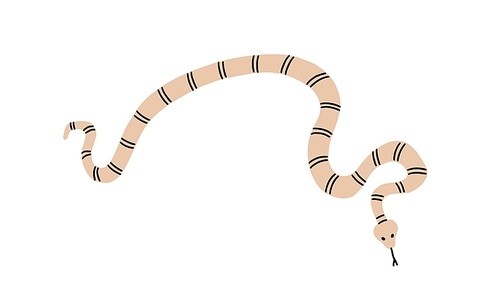 Striped snake with tongue crawling. Twisted crooked animal. Curvy bending body of reptile, top view. Flat vector illustration isolated on white .