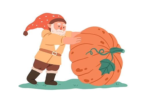 Cute garden gnome with pumpkin. Fairytale dwarf with Halloween vegetable on farm. Small bearded elf man in cap and big autumn harvest. Childish flat vector illustration isolated on white .