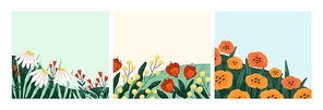 Summer flowers backgrounds set. Floral square card designs with garden blossomed flora. Postcards with blooming meadow plants, gentle wildflowers, chamomiles, poppies. Flat vector illustrations.