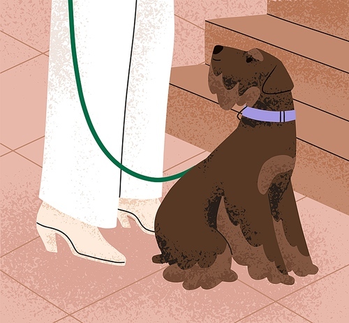 Dog of Miniature Schnauzer breed sitting by owners leg. Cute purebred doggy on leash near woman walking in city. Adorable fluffy canine animal, urban lifestyle scene. Flat vector illustration.