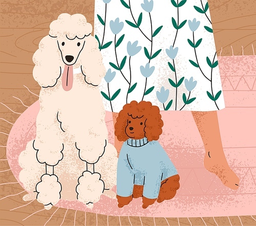 Cute dogs of Poodle breed sitting on floor near owners legs. Adorable curly big and little doggies at home. Purebred canine animals, royal and tiny toy puppy indoors. Flat vector illustration.