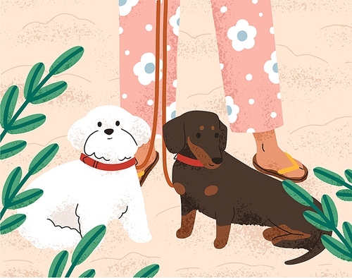 Bichon and dachshund dogs breeds at pet owners legs during stroll outdoor. Woman leading cute purebred doggies, two little puppies on leash in nature, beach in summer. Flat vector illustration.