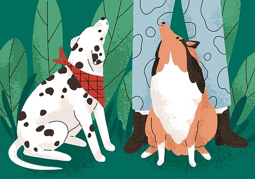 Cute dogs of Sheltie and Dalmatian breeds sitting, begging smth at pet owners legs. Doggies looking up at person during stroll, walk in nature, park. Canine animals outdoors. Flat vector illustration.