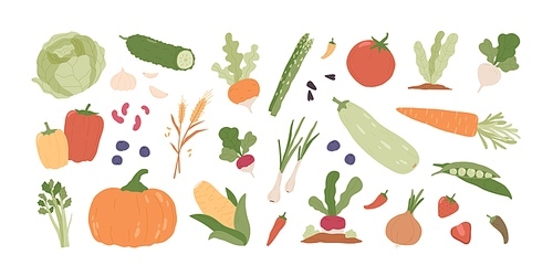 Set of fresh organic farm vegetables. Healthy vegetarian food. Autumn harvest of pumpkin, carrot, onion, asparagus, corn, peas. Colored flat vector illustration of veggies isolated on white .