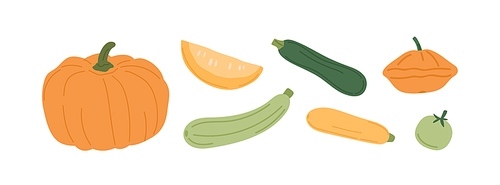 Set of fresh autumn vegetables. Orange pumpkin, gourd, green and yellow squashes, and zucchini. Variety of fall harvest. Flat vector illustration of ripe veggies isolated on white .